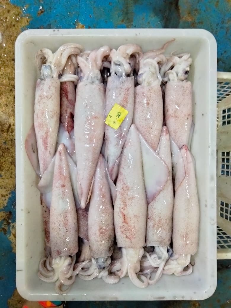 Fresh Squid